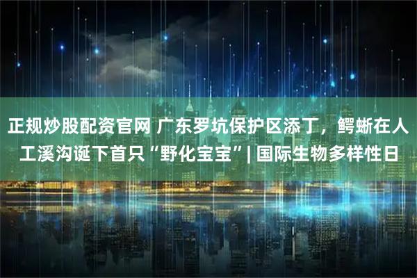 正规炒股配资官网 广东罗坑保护区添丁,鳄蜥在人工溪沟诞下首只“野化宝宝”| 国际生物多样性日